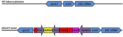 RNA Interference in the Tobacco Hornworm, Manduca sexta, Using Plastid-Encoded Long Double-Stranded RNA